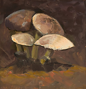 Little Brown Mushroom Study