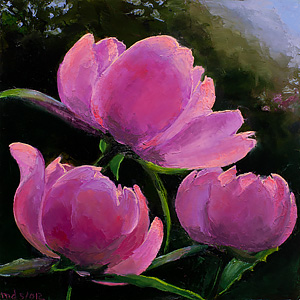 The Morning Peonies